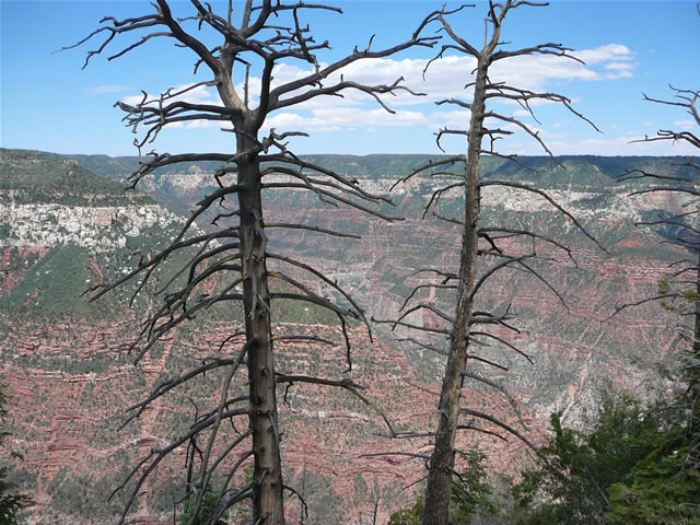images/Hiking North Rim- Widforss Trail (42).jpg